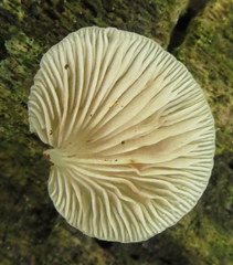 Crepidotus