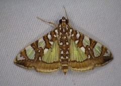 Glyphodes sibillalis