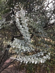 Acacia cultriformis
