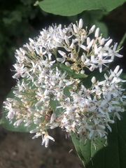 Viburnaceae