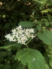 Viburnaceae