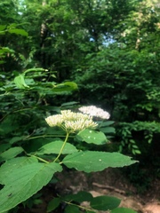 Viburnaceae