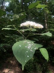 Viburnaceae