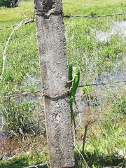 Iguana iguana