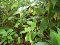 Passiflora macfadyenii