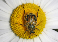 Trichiotinus affinis