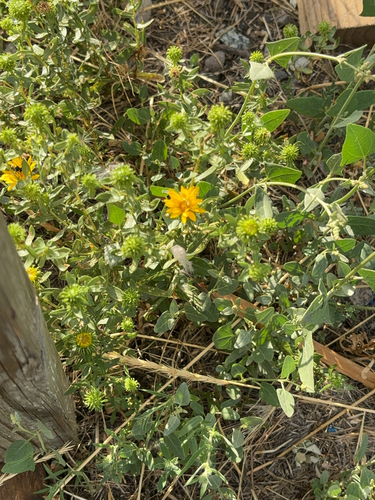 iNaturalist observation 2024-08-23