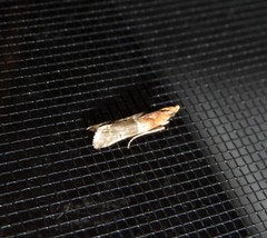 Moodna pallidostrinella