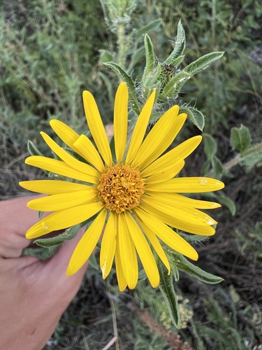 Image of Heterotheca camporum by (c) Nathan Aaron, some rights reserved (CC BY)