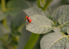 Paridea octomaculata