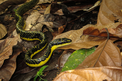 Shropshire's Puffing Snake photo 2