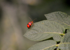 Paridea octomaculata