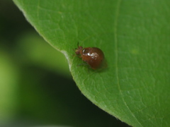 Celyphus difficilis