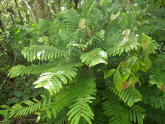 Phyllanthus mimosoides
