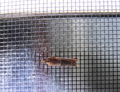 Moodna pallidostrinella