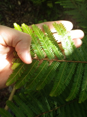 Phyllanthus mimosoides