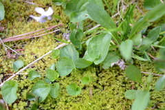 Viola palustris