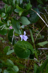 Viola palustris