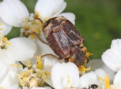 Valgus canaliculatus