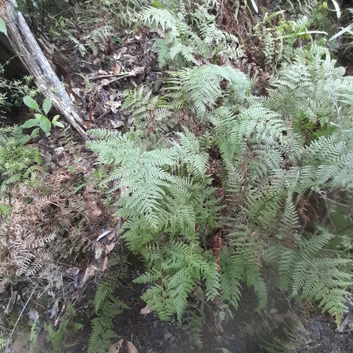 Paesia scaberula (Paesia scaberula)