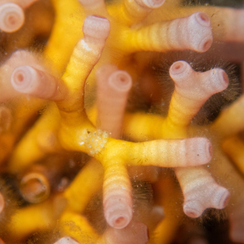 Galaxaura glabriuscula