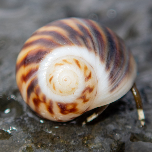 Notocochlis gualteriana observed 2024-03-10