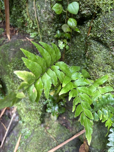 Asplenium virens