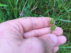 Carex hirsutella