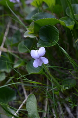 Viola palustris