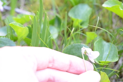Viola palustris