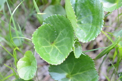 Viola palustris