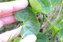 Viola palustris