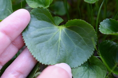Viola palustris