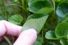 Viola palustris