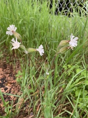 Behenantha