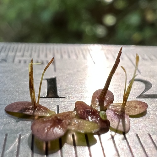 Landoltia punctata