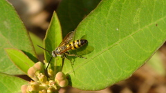 Dielis trifasciata
