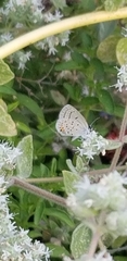 Cupido amyntula
