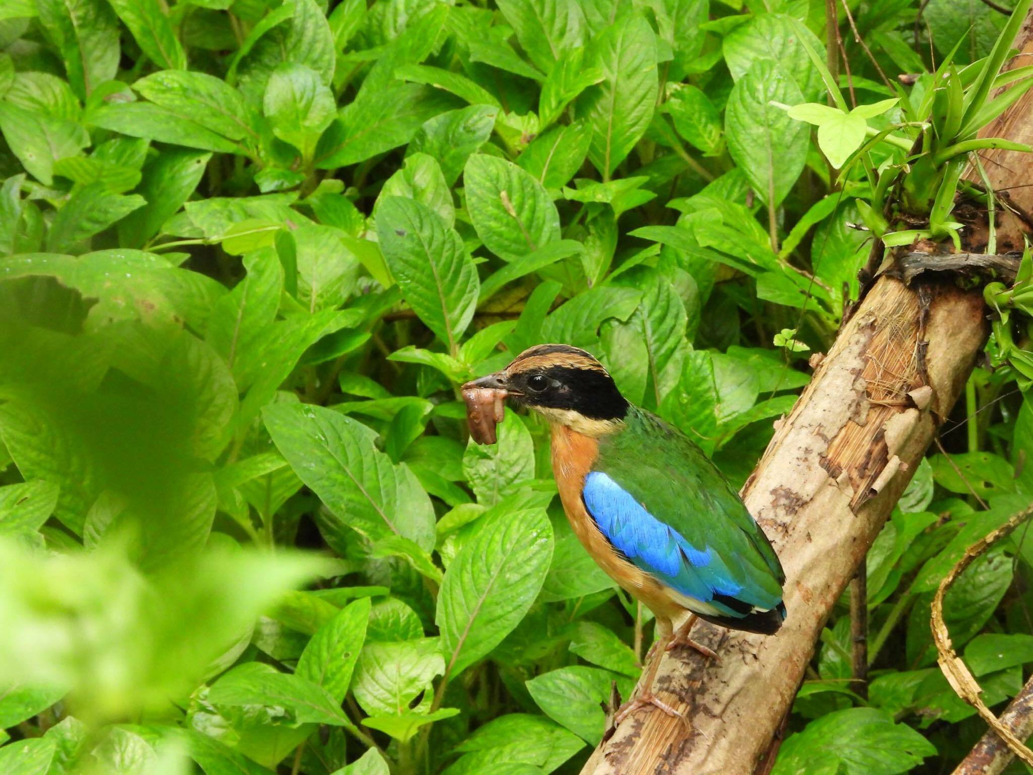 Blue-winged Pitta