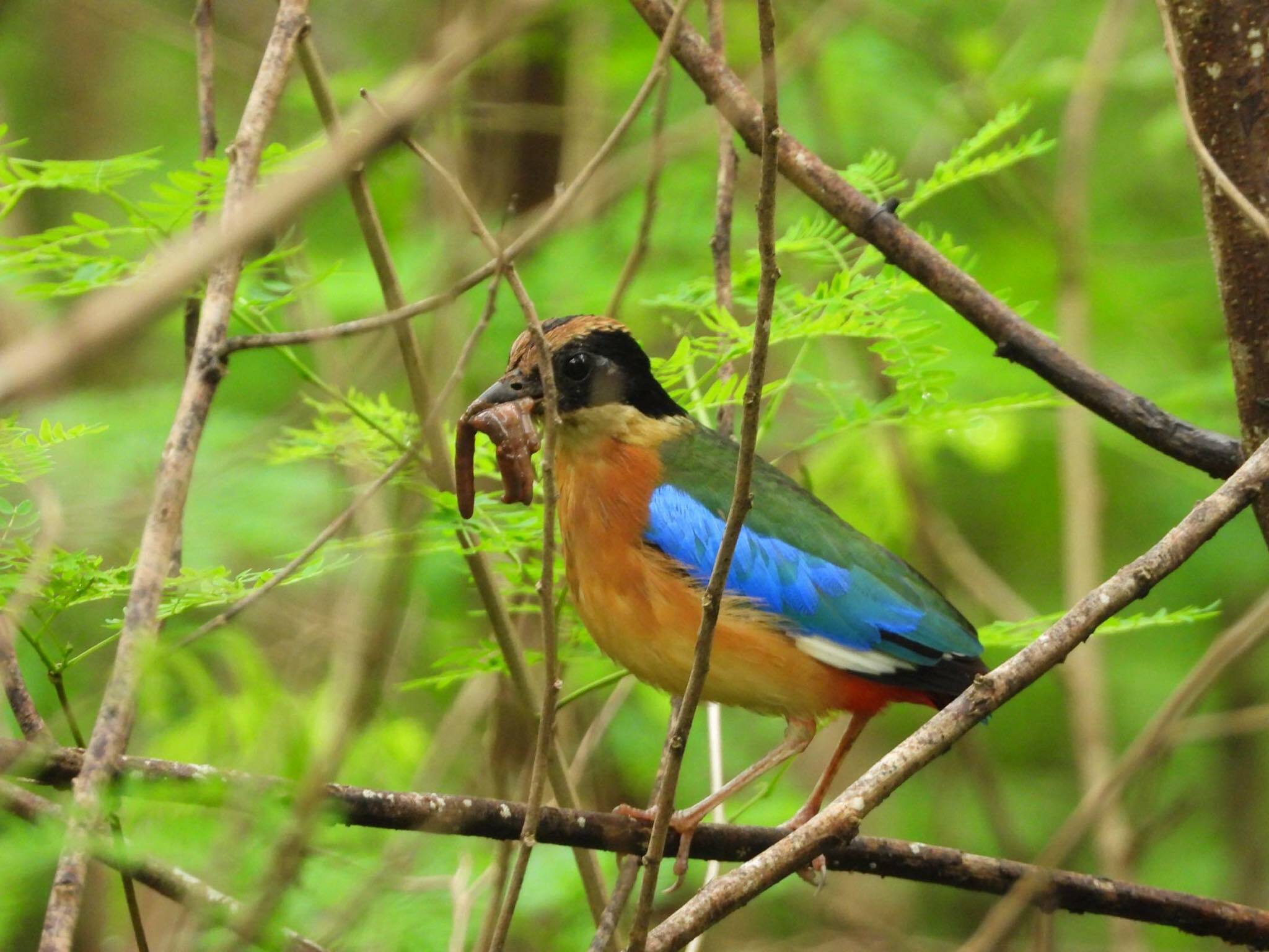 Blue-winged Pitta