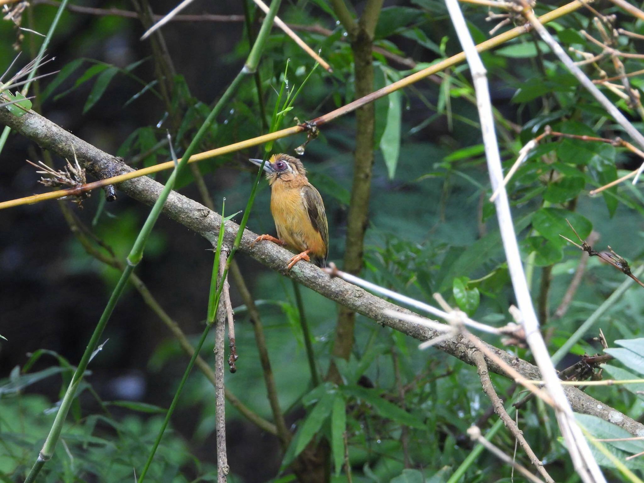 White-browed Piculet