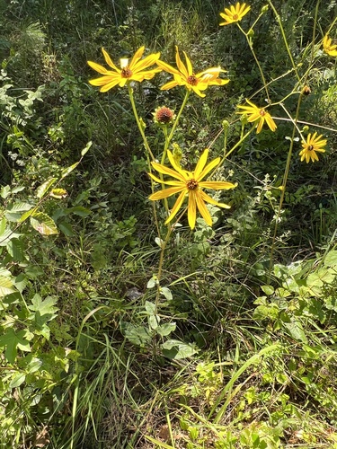 Image of Helianthus atrorubens by (c) Anne Parker, some rights reserved (CC BY)