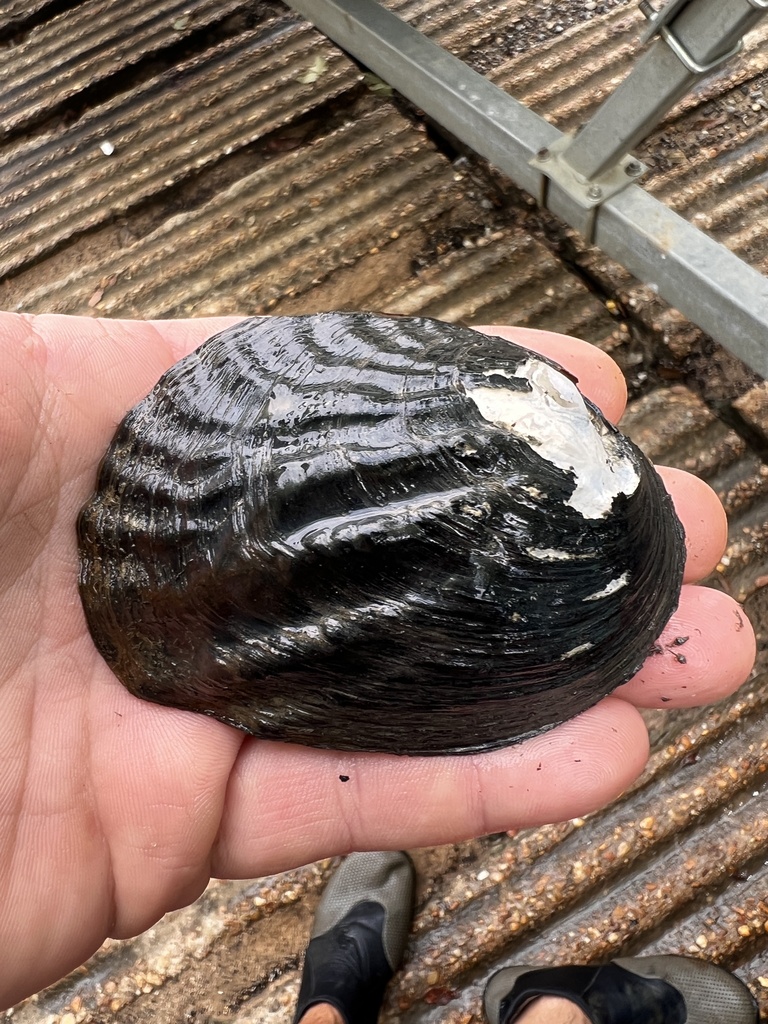 Three-ridge Mussel from SR-41, Brewton, AL, US on June 27, 2024 at 11: ...