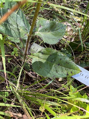 Image of Helianthus atrorubens by (c) Anne Parker, some rights reserved (CC BY)