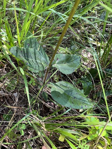 Image of Helianthus atrorubens by (c) Anne Parker, some rights reserved (CC BY)