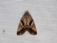 Odontodes pallidifimbria