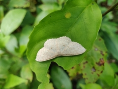 Cosymbiini