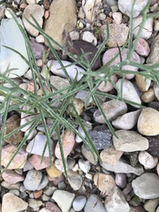 Lygodesmia grandiflora