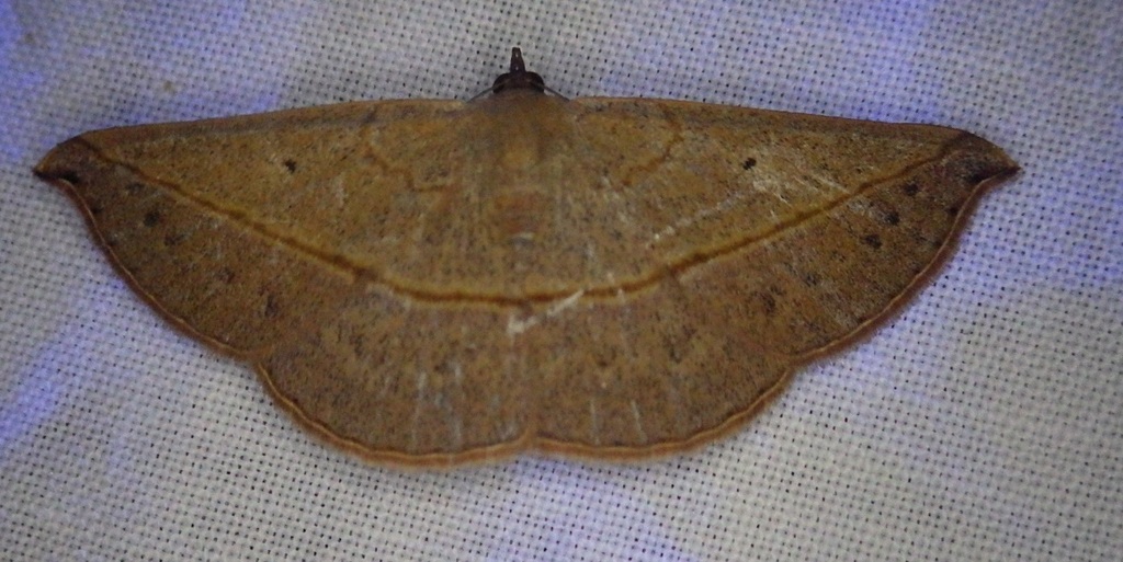 Leptoctenopsis tatochorda