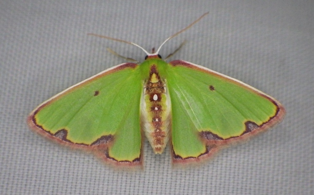 Synchlora isolata